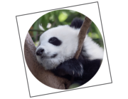 Lieferansicht Wandtattoo Panda Baby Minhao