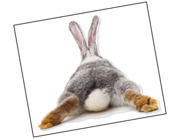 Lieferansicht Wandtattoo Bunny Life