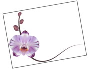 Lieferansicht Wandtattoo Orchidee Violetta