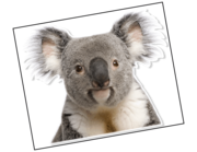Lieferansicht Wandtattoo Koala Apanie