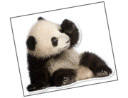 Lieferansicht Wandtattoo Panda Baby Bao Tao