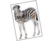 Lieferansicht Wandtattoo Zebra Baby Asali