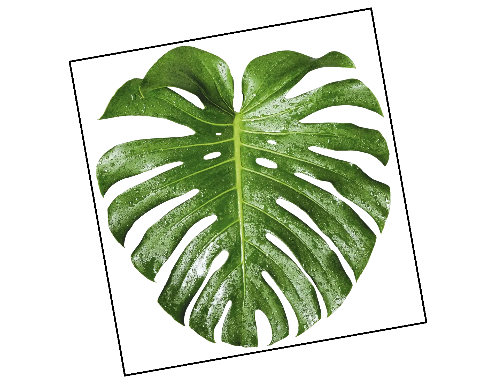 Wandtattoo Monstera Deliciosa