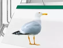 Bootsaufkleber M&ouml;we Storm