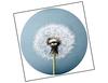 Lieferansicht Pusteblume Dandelion