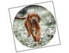 Lieferansicht Hund Ari