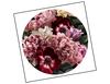 Lieferansicht Gartenblumen