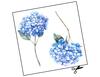 Lieferansicht Blaue Hortensien Aquarell