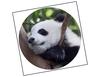 Lieferansicht Panda Baby Minhao