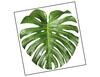 Lieferansicht Monstera Deliciosa