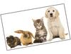 Lieferansicht Kleine Tierfreunde