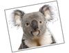 Lieferansicht Koala Apanie