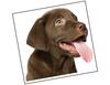 Lieferansicht Labrador Welpe Sookie