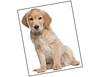 Lieferansicht Golden Retriever Welpe Miro