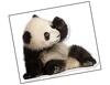 Lieferansicht Panda Baby Bao Tao