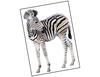Lieferansicht Zebra Baby Asali