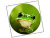 Lieferansicht Laubfrosch Milos