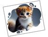 Lieferansicht Kätzchen Kitten-Candy