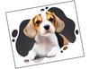 Lieferansicht Beagle Welpe Lu