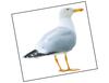 Lieferansicht Möwe Storm