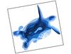 Lieferansicht Blue Turtle Paper-Art